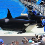 圣地亚哥海洋世界 SeaWorld San Diego