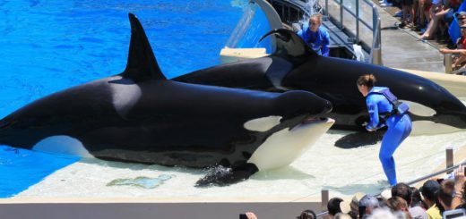圣地亚哥海洋世界 SeaWorld San Diego