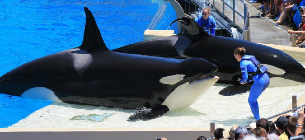 圣地亚哥海洋世界 SeaWorld San Diego