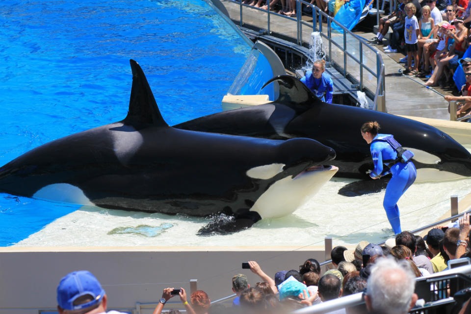 圣地亚哥海洋世界 SeaWorld San Diego