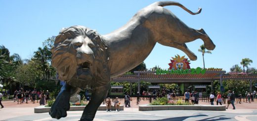 圣地亚哥动物园 San Diego Zoo