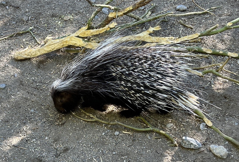 The Living Desert 南非豪猪