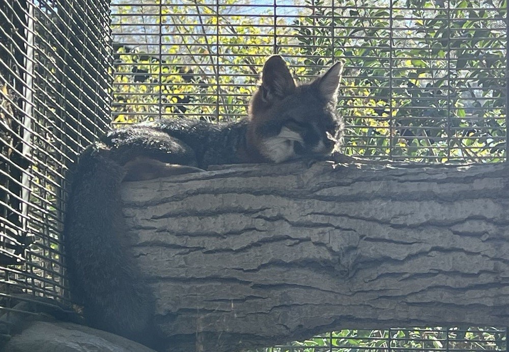The Living Desert 小狐狸