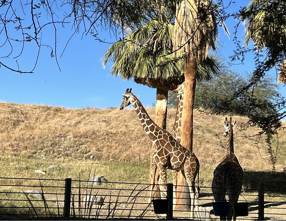 The Living Desert 长颈鹿