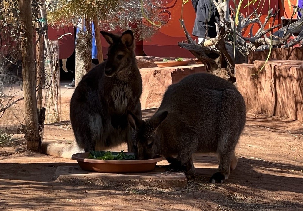 The Living Desert 袋鼠