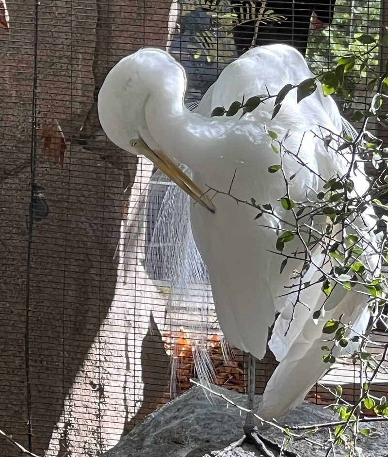 The Living Desert